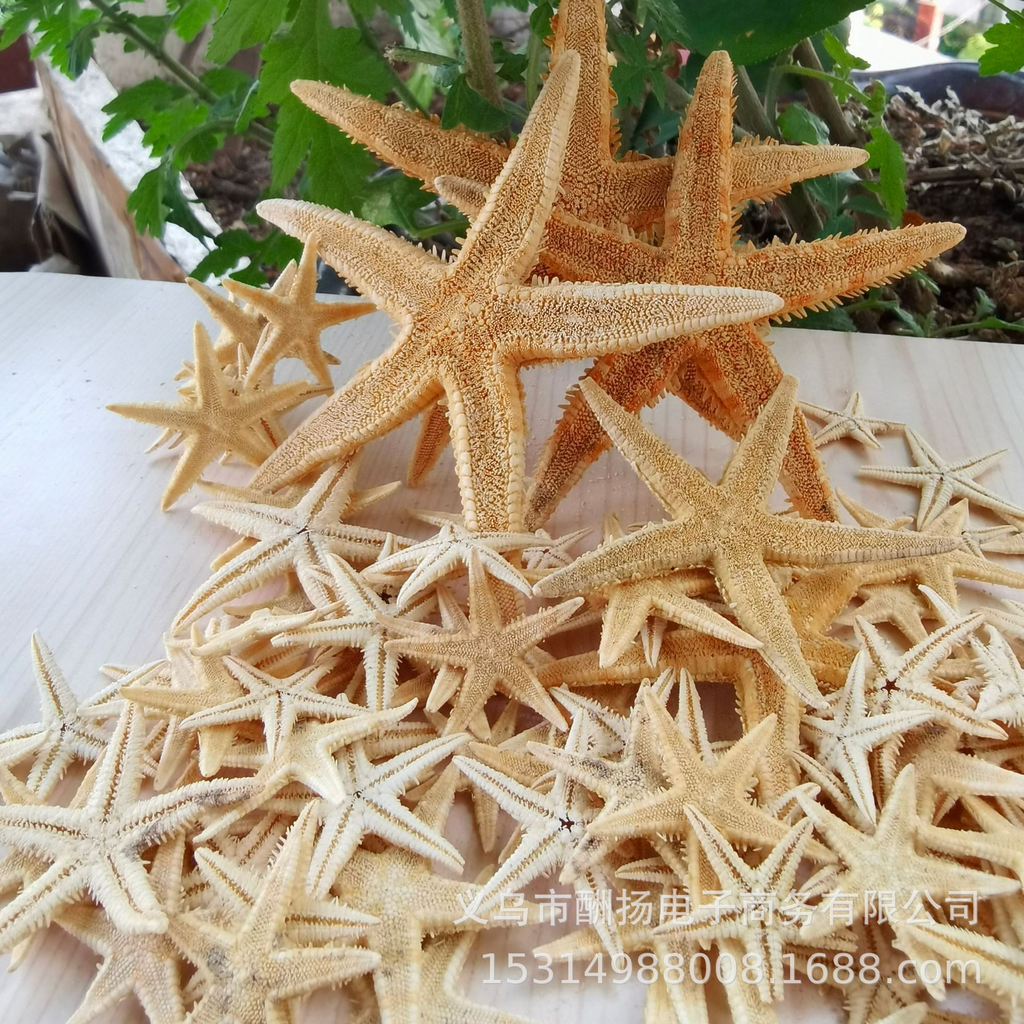 Real Seashell Pieces for Resin Jewelry Making and Handmade Crafts | OEM Supplier