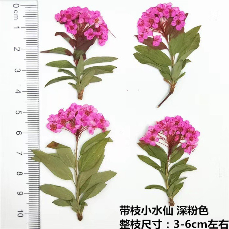 Bulk Natural Dried Flowers for Epoxy Resin Art and Craft Decoration