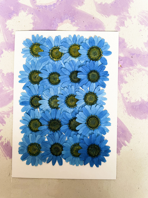 Bulk Pressed Flowers for Resin Crafts, Handmade Jewelry and DIY Projects F046