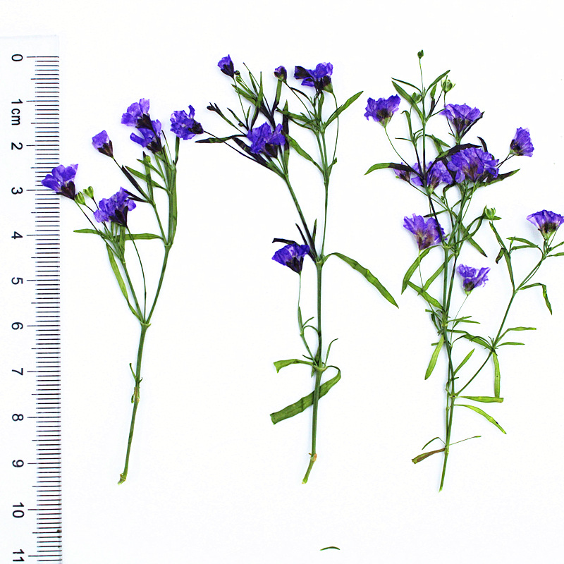 Wholesale Mini Dried Flowers for Resin Filling and DIY Craft Projects