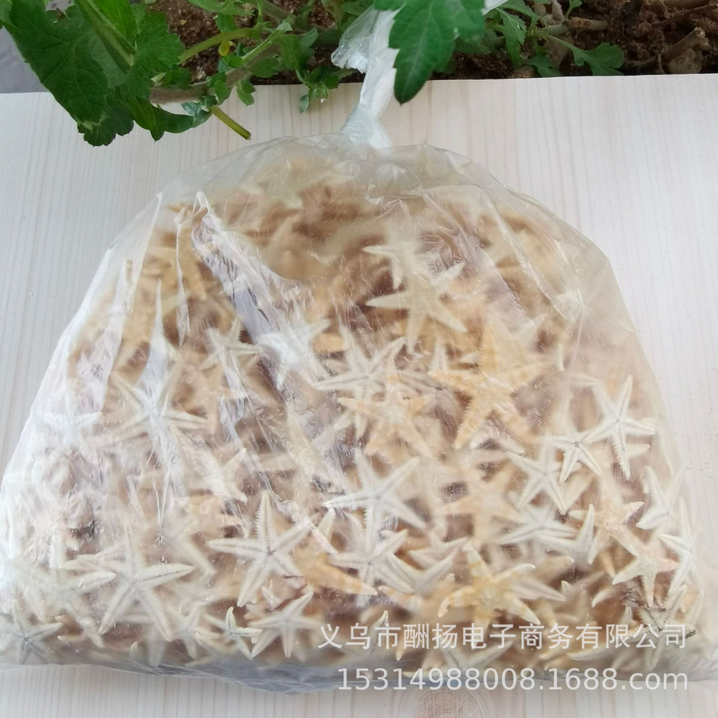 Real Seashell Pieces for Resin Jewelry Making and Handmade Crafts | OEM Supplier