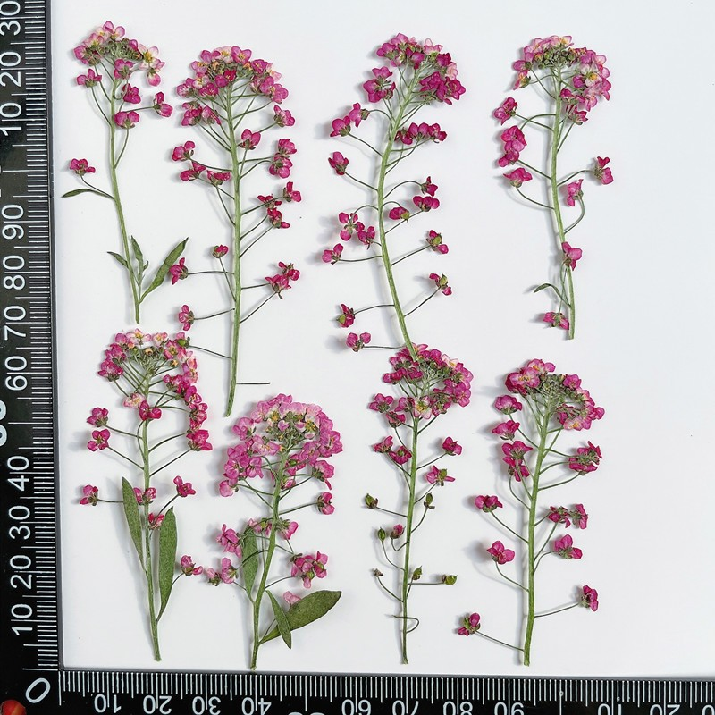 Wholesale Colorful Dried Flower Mix for Resin Art and Handmade Crafts