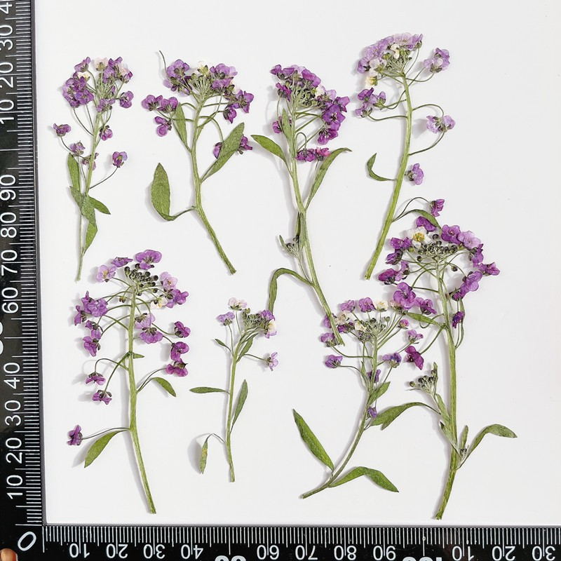 Wholesale Colorful Dried Flower Mix for Resin Art and Handmade Crafts