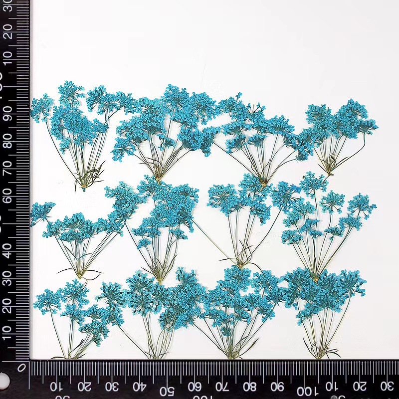 Premium Pressed Flowers for Resin Jewelry, Phone Cases and Decorative Crafts