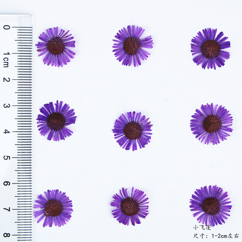 OEM Natural Dried Flowers Collection for Resin Art and Craft Wholesale