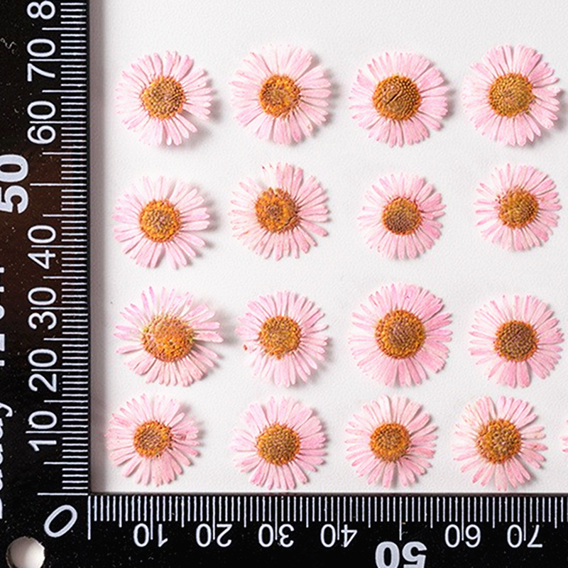 OEM Natural Dried Flowers Collection for Resin Art and Craft Wholesale