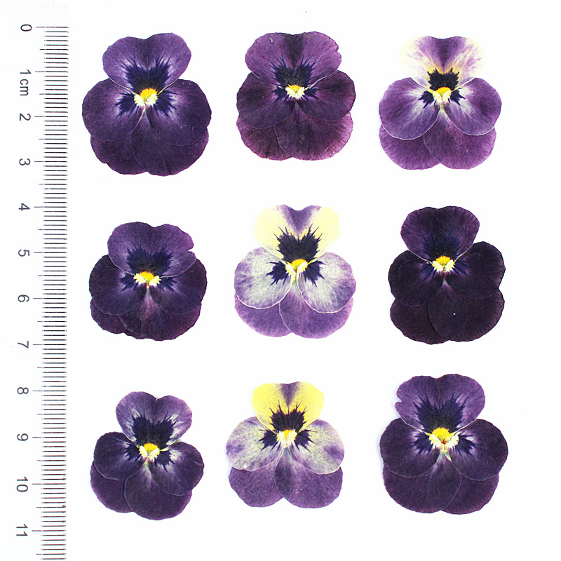 Factory Wholesale Dried Flower Materials for Resin Artists and Craft Stores