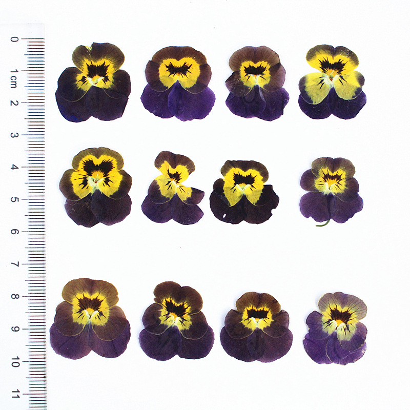 Factory Wholesale Dried Flower Materials for Resin Artists and Craft Stores